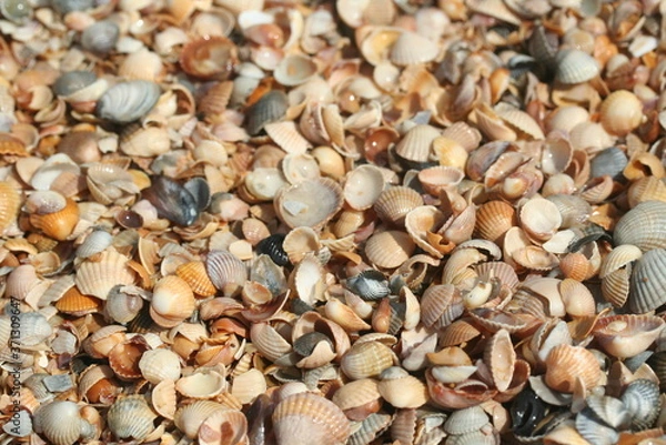 Obraz sea shells background
