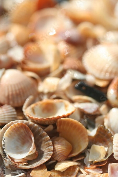 Obraz seashells on the beach