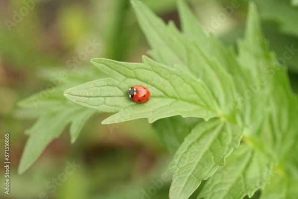Obraz ladybug on green leaf