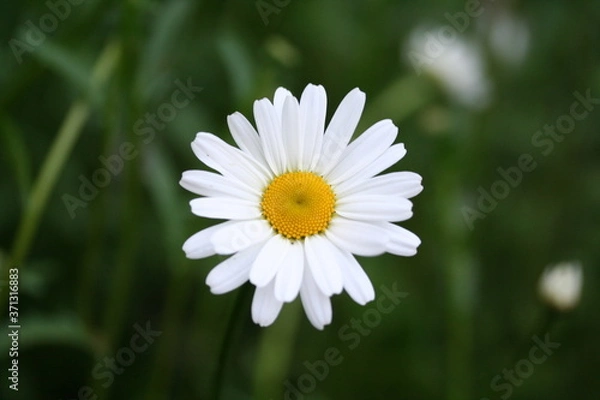 Obraz daisy in the grass