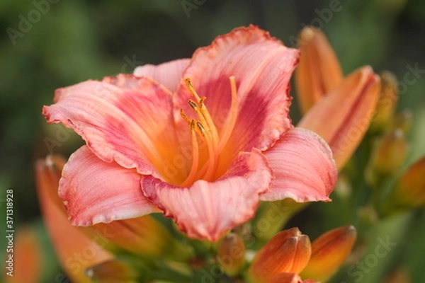 Obraz red and yellow tulip