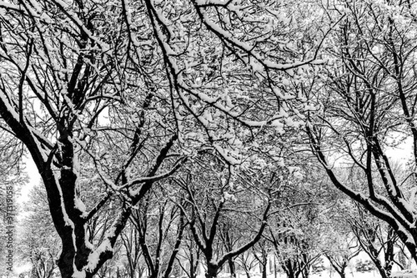 Fototapeta Thick Layers of Snow on Tree Branches