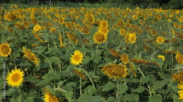 Fototapeta ひまわり畑