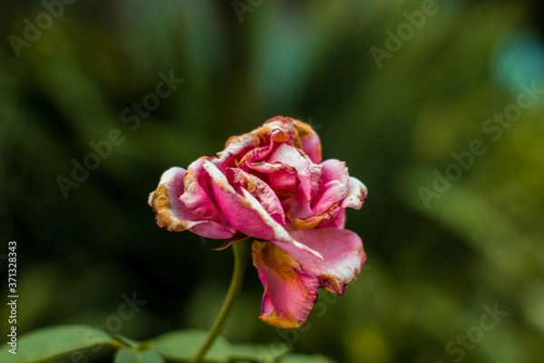 Obraz 
A withering rose