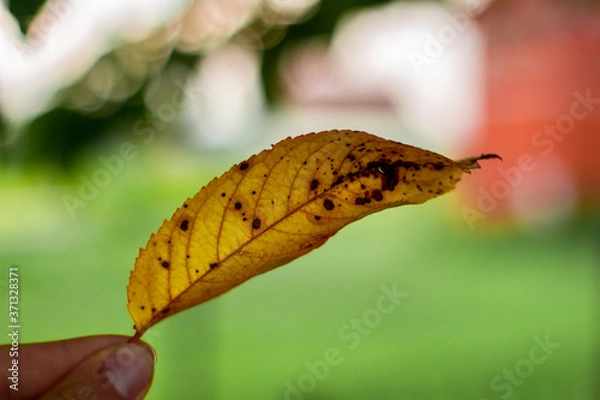 Fototapeta Little yellow leaf