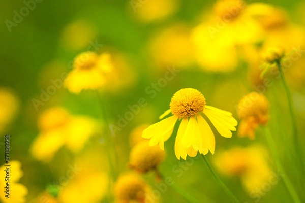 Obraz Yellow Flower in Spring