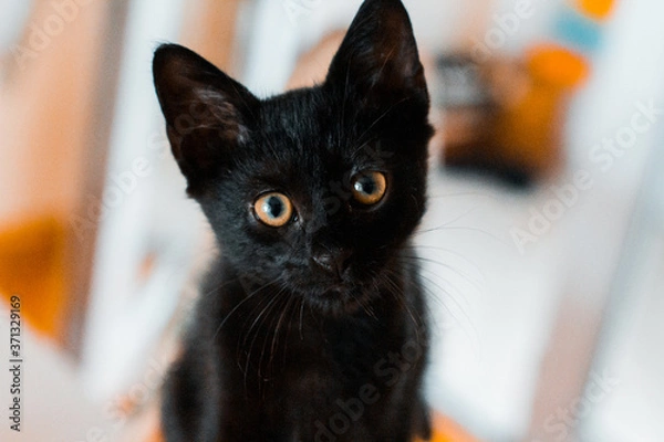 Obraz Little black cat