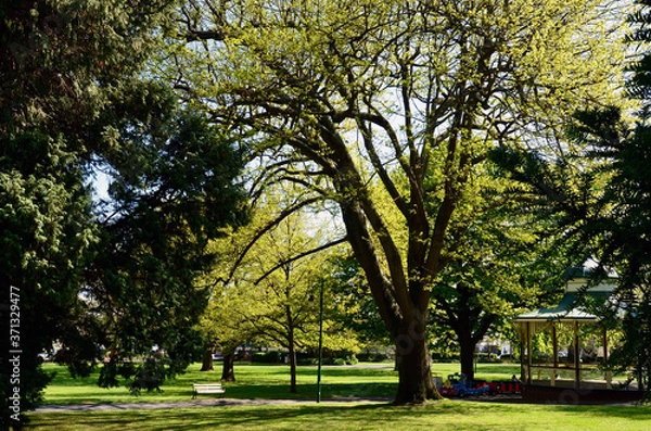 Fototapeta trees in the park