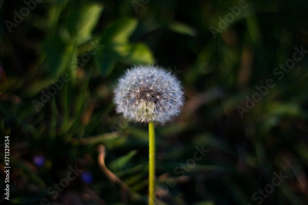 Obraz 
dandelion