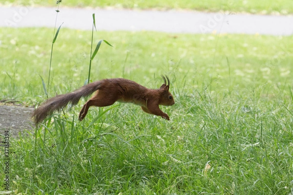 Fototapeta A red fluffy squirrel run away in park.