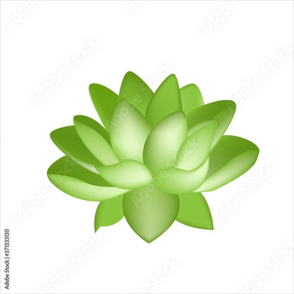 Fototapeta isolated lotus flower vector for design