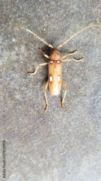 Obraz Ivory-marked Borer