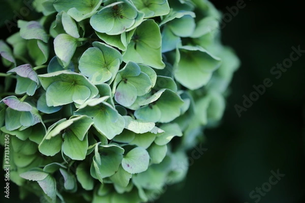 Fototapeta アジサイ