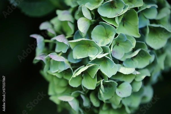 Fototapeta アジサイ