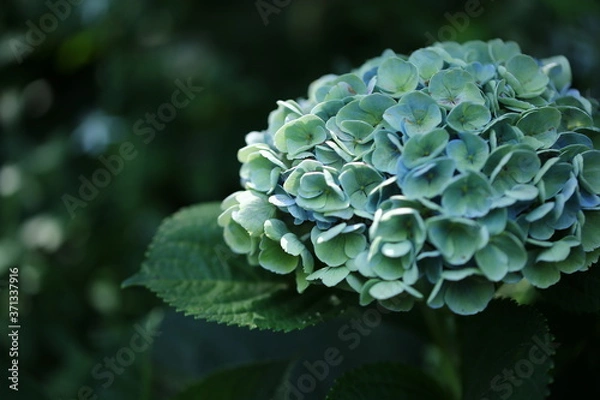 Fototapeta アジサイ