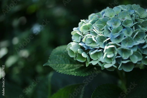 Fototapeta アジサイ