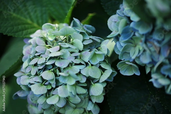 Fototapeta アジサイ