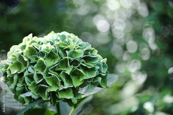 Fototapeta アジサイ