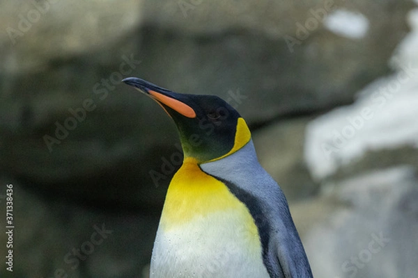 Obraz Penguin standing on rocks in natural habitat
