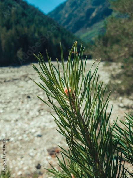 Obraz pine tree in the mountains