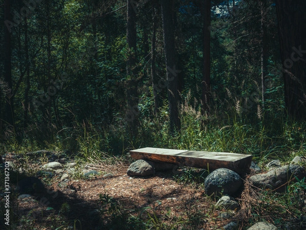 Obraz bench in the woods