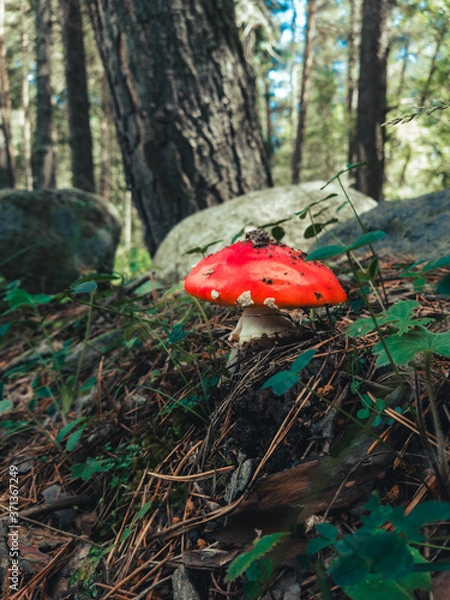 Obraz fly agaric in the forest