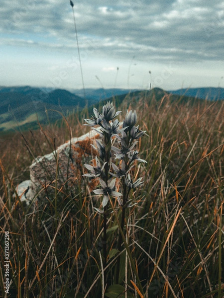 Obraz dry grass in the mountains