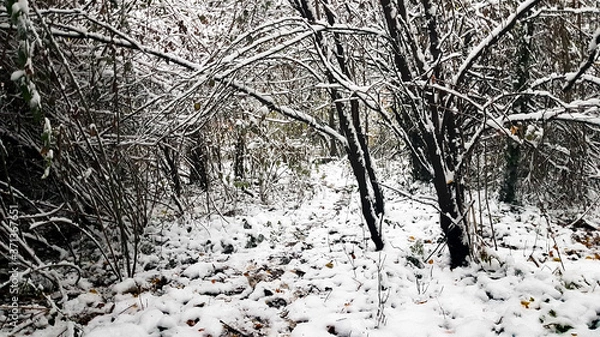 Obraz trees in winter