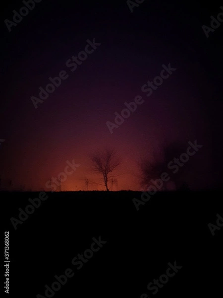 Obraz sunset in the forest