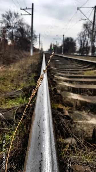 Obraz railway in the forest