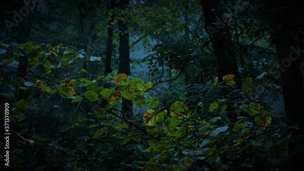 Fototapeta zmrok las 