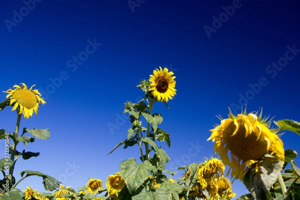 Obraz Tournesols à Trélissac.
