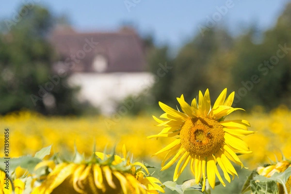 Obraz Tournesols à Trélissac.