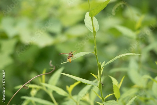 Fototapeta ant on a leaf