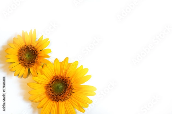 Obraz two yellow sunflower flowers on a white background