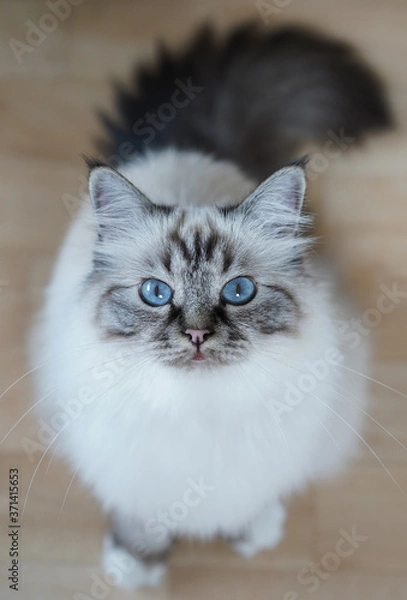 Obraz Sacred Birma Cat