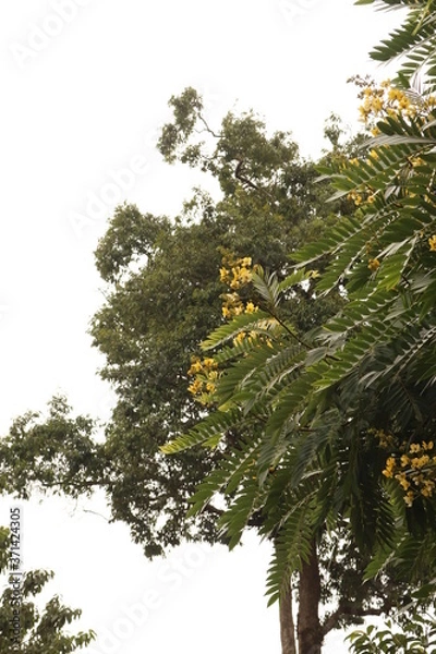 Obraz pine tree in the forest
