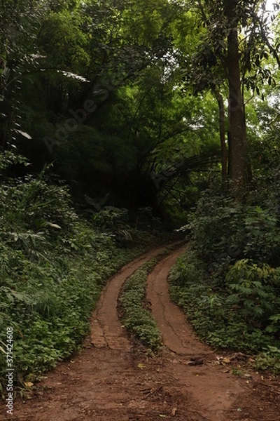 Obraz path in the forest