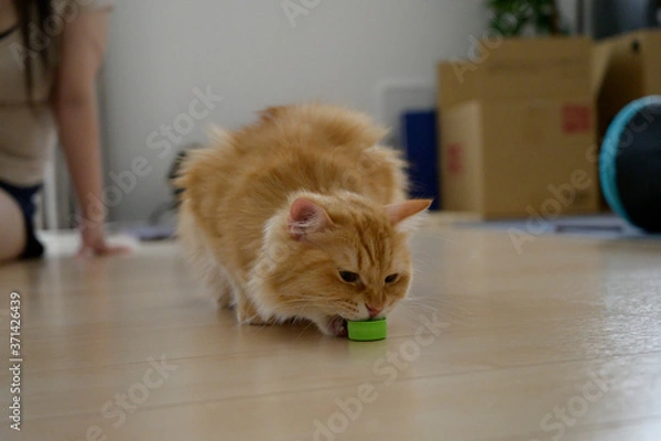 Obraz ペットボトルのキャップで遊ぶ猫（マンチカン）