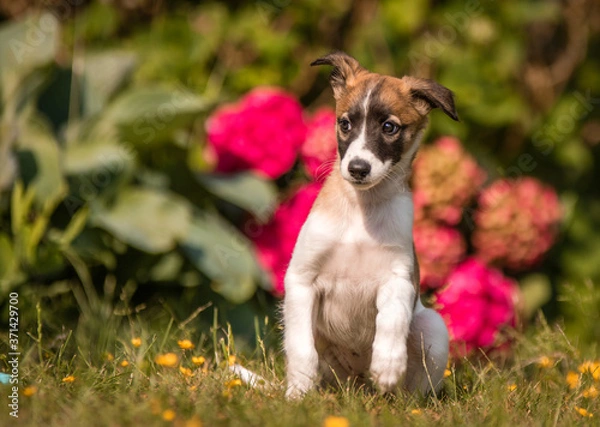 Fototapeta Windsprite Welpe