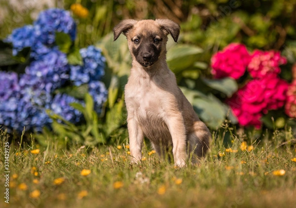 Fototapeta Windsprite Welpe