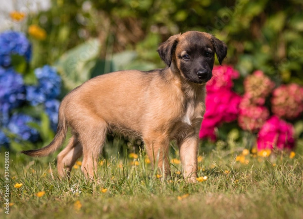 Fototapeta Windsprite Welpe