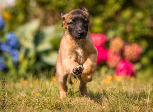 Fototapeta Windsprite Welpe