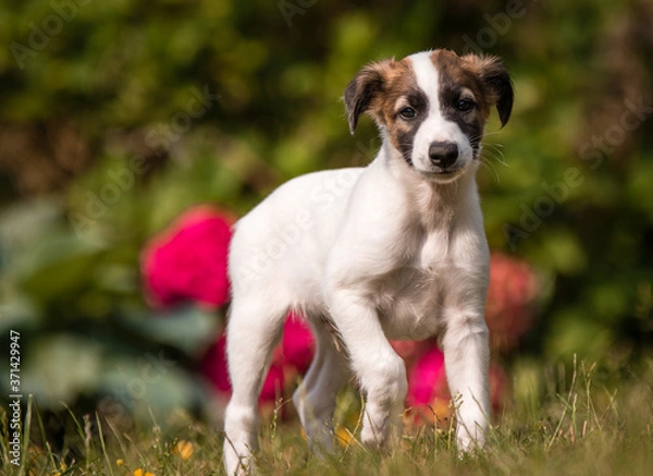 Fototapeta Windsprite Welpe