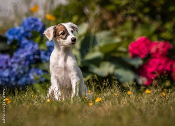 Fototapeta Windsprite Welpe
