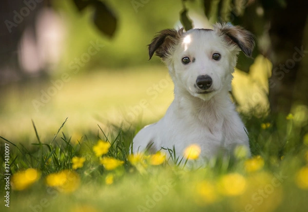 Fototapeta Windsprite Welpe