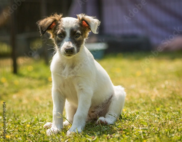 Fototapeta Windsprite Welpe