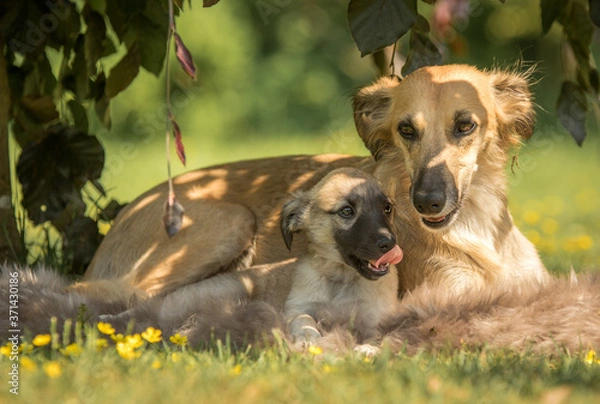 Fototapeta Windsprite Welpe