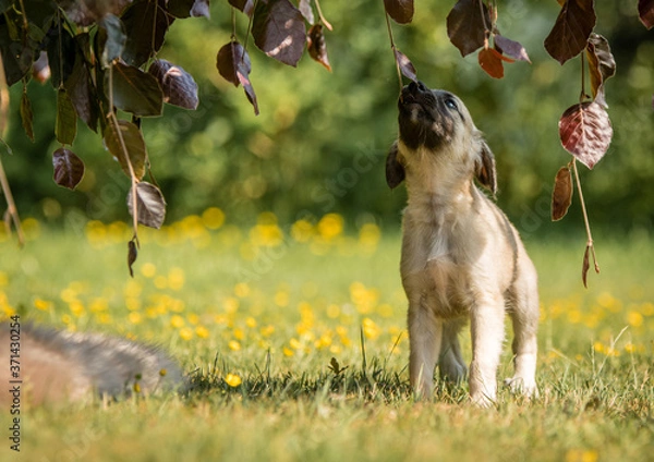 Fototapeta Windsprite Welpe