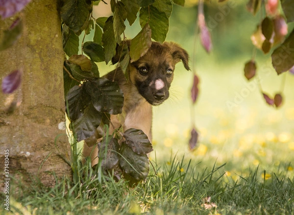 Fototapeta Windsprite Welpe